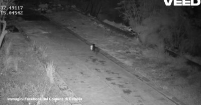 Copertina di “Cane addestrato ad abbandonare rifiuti per eludere le telecamere”: la video-denuncia del comune di Catania