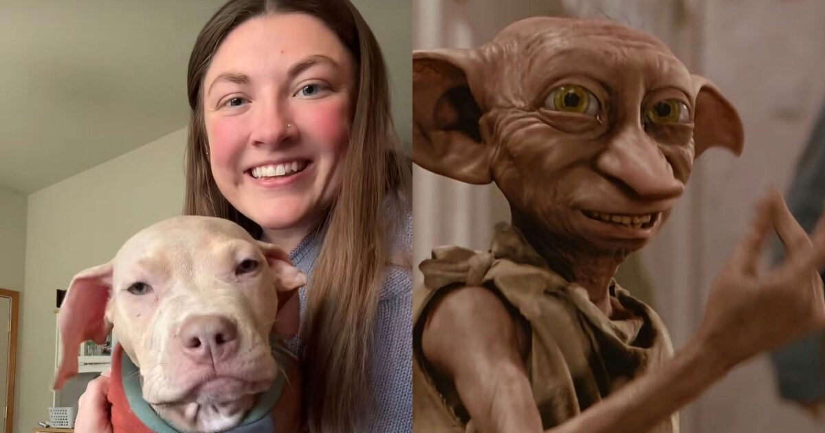 “Il primo pensiero è stato: mio Dio, è Dobby in versione cane”: la somiglianza tra un cucciolo e l’elfo di Harry Potter diventa virale su Tiktok