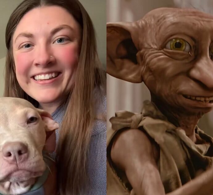 “Il primo pensiero è stato: mio Dio, è Dobby in versione cane”: la somiglianza tra un cucciolo e l’elfo di Harry Potter diventa virale su Tiktok