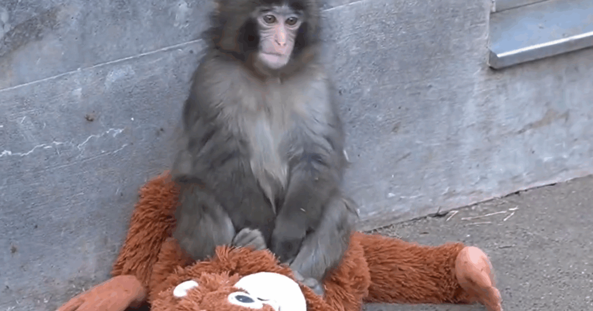 La madre lo rifiuta dopo il parto e lui cresce con un peluche: “Gli fa da mamma surrogata, gli dà un senso di protezione”: il macaco Punch kun conquista il web