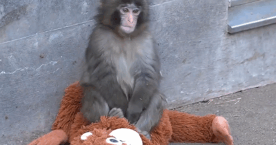 Copertina di La madre lo rifiuta dopo il parto e lui cresce con un peluche: “Gli fa da mamma surrogata, gli dà un senso di protezione”: il macaco Punch-kun conquista il web
