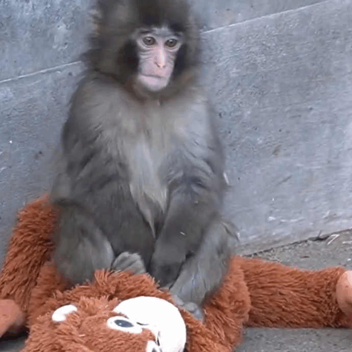 La madre lo rifiuta dopo il parto e lui cresce con un peluche: “Gli fa da mamma surrogata, gli dà un senso di protezione”: il macaco Punch-kun conquista il web