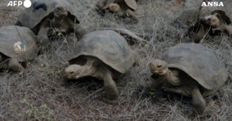 Copertina di Oltre 150 tartarughe giganti liberate sull’isola di Floreana: erano scomparse più di un secolo fa