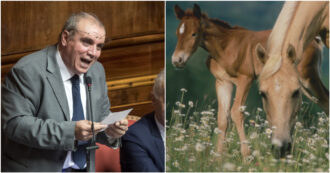 Copertina di Vietare la macellazione dei cavalli? Il relatore (leghista) affossa così la legge: “È razzista, e allora le zanzare?”