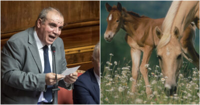 Copertina di Vietare la macellazione dei cavalli? Il relatore (leghista) affossa così la legge: “È razzista, e allora le zanzare?”