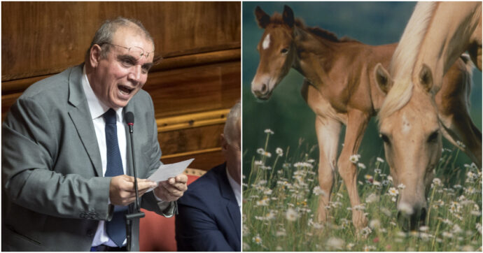 Vietare la macellazione dei cavalli? Il relatore (leghista) affossa così la legge: “È razzista, e allora le zanzare?”