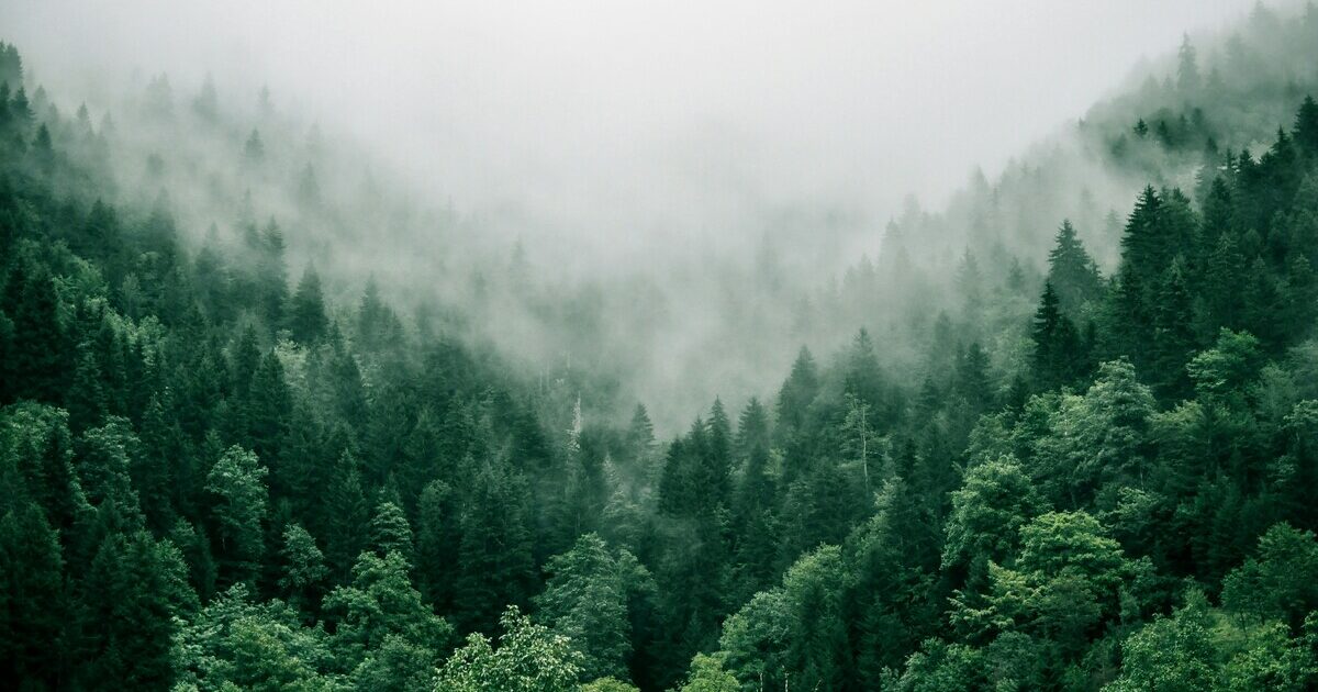 il biologo marco ferrari smettiamola di romanticizzare il racconto delle piante non sono animali e non sono buone da Ilfattoquotidiano.it il biologo marco ferrari smettiamola di romanticizzare il racconto delle piante non sono animali e non sono buone