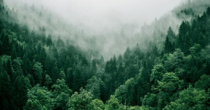 Il biologo Marco Ferrari: “Smettiamola di romanticizzare il racconto delle piante: non sono animali e non sono buone”