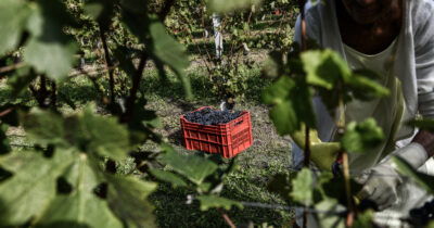 Copertina di Paola Clemente, la bracciante che morì di fatica nei campi: confermata in appello l’assoluzione dell’imprenditore