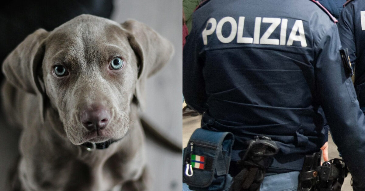 “Ho mobilitato la polizia per ritrovare il mio cane e ho ricevuto una multa di 200 euro. Pensavo fosse uno scherzo, per me è come un figlio”: la storia di Giuseppe Eliseo e di Iron