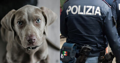 Copertina di “Ho mobilitato la polizia per ritrovare il mio cane e ho ricevuto una multa di 200 euro. Pensavo fosse uno scherzo, per me è come un figlio”: la storia di Giuseppe Eliseo e di Iron