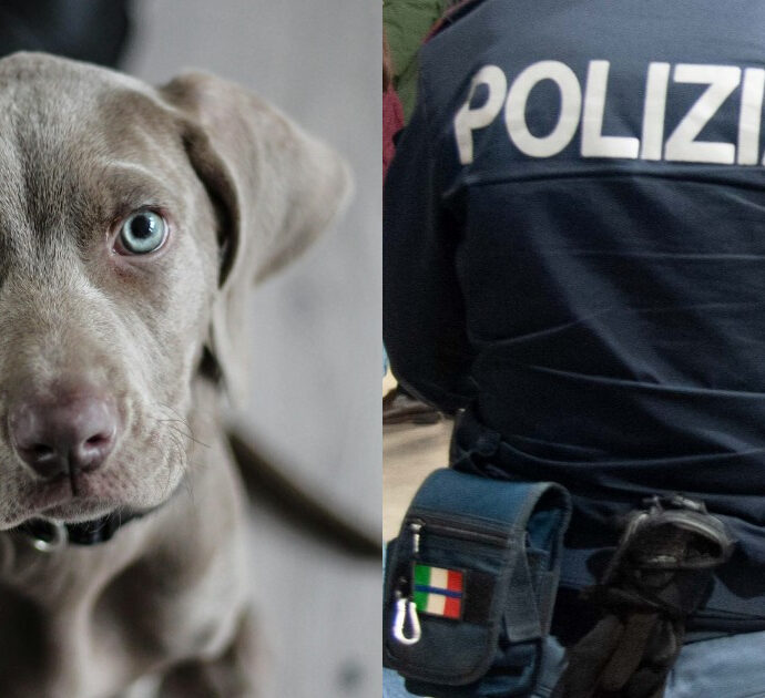 “Ho mobilitato la polizia per ritrovare il mio cane e ho ricevuto una multa di 200 euro. Pensavo fosse uno scherzo, per me è come un figlio”: la storia di Giuseppe Eliseo e di Iron