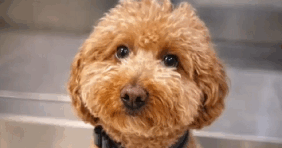 La storia del cucciolo JetBlue, abbandonato in aeroporto dalla sua proprietaria, è finita bene