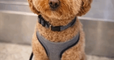 Copertina di La storia del cucciolo JetBlue, abbandonato in aeroporto dalla sua proprietaria, è finita bene