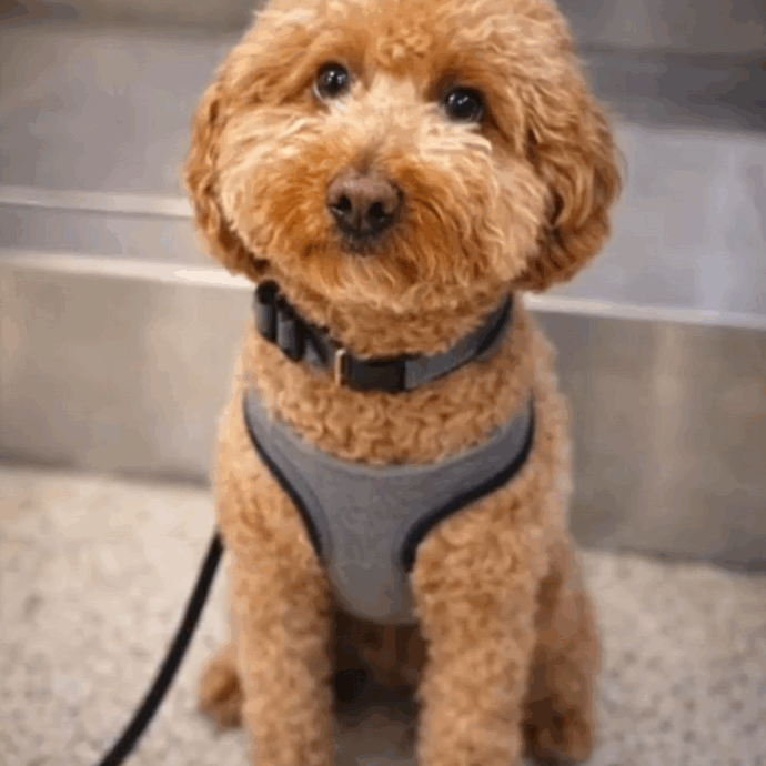 La storia del cucciolo JetBlue, abbandonato in aeroporto dalla sua proprietaria, è finita bene