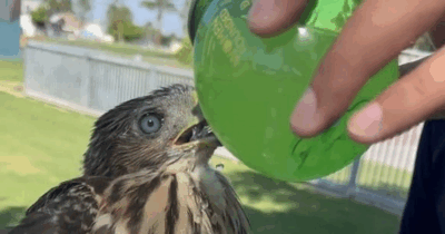 Copertina di Cattura un falco e gli versa dentro al becco una bevanda alcolica, poi posta il video su Youtube: arrestato