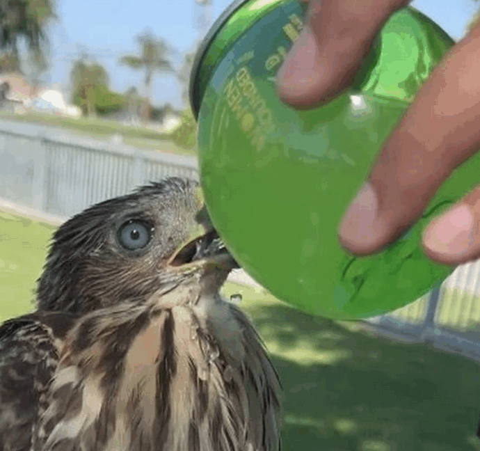 Cattura un falco e gli versa dentro al becco una bevanda alcolica, poi posta il video su Youtube: arrestato