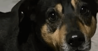 Copertina di Il cane Diego insegue l’ambulanza per accompagnare in ospedale il suo proprietario: la corsa per chilometri e l’arrivo al pronto soccorso