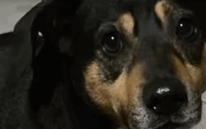 Il cane Diego insegue l’ambulanza per accompagnare in ospedale il suo proprietario: la corsa per chilometri e l’arrivo al pronto soccorso