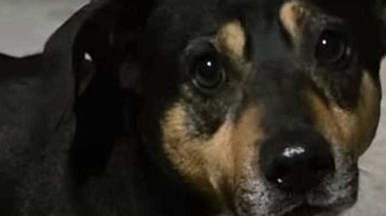 il cane diego insegue l8217ambulanza per accompagnare in ospedale il suo proprietario la corsa per chilometri e l8217arrivo al pronto soccorso da Ilfattoquotidiano.it il cane diego insegue l8217ambulanza per accompagnare in ospedale il suo proprietario la corsa per chilometri e l8217arrivo al pronto soccorso