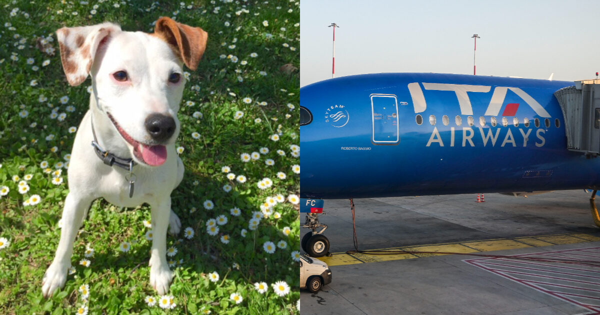 Cani fino a 30 chili in cabina con i padroni sui voli Ita Airways: ecco le nuove regole per viaggiare in aereo con gli amici a 4 zampe
