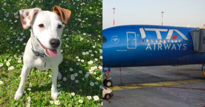 Copertina di Cani fino a 30 chili in cabina con i padroni sui voli Ita Airways: ecco le nuove regole per viaggiare in aereo con gli amici a 4 zampe