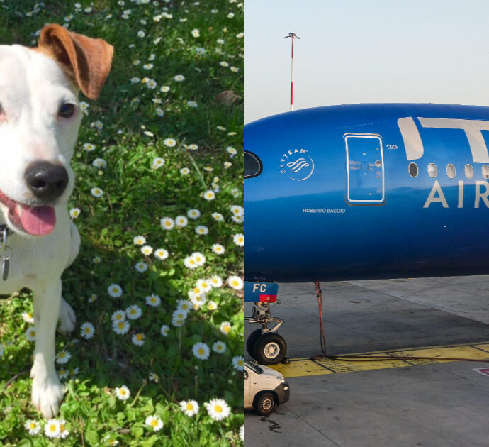 Cani fino a 30 chili in cabina con i padroni sui voli Ita Airways: ecco le nuove regole per viaggiare in aereo con gli amici a 4 zampe