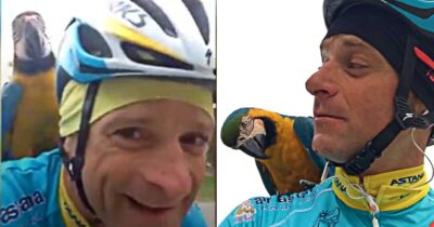 Copertina di Incendio in un capannone: morta la pappagallina Frankie, fedele compagna di allenamento di Michele Scarponi