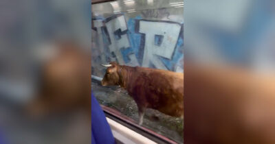 Copertina di Ci sono delle mucche sui binari: ritardi e cancellazioni sulla linea ferroviaria Orte-Fiumicino – Video