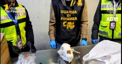 Copertina di Malpensa, dentro al pacco c’era il teschio di un orso bruno: sequestrato dalla Guardia di Finanza