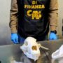Copertina di Malpensa, dentro al pacco c’era il teschio di un orso bruno: sequestrato dalla Guardia di Finanza