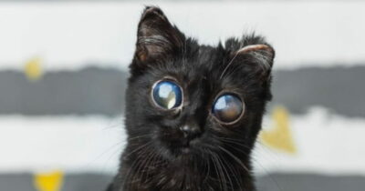 Copertina di “No, non sono fatti dall’AI: è l’effetto causato da una grave malattia”: la verità dei medici sugli occhioni “di cristallo” della gatta Dorito e la sua storia commovente