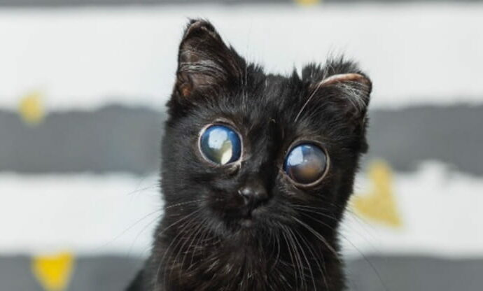 “No, non sono fatti dall’AI: è l’effetto causato da una grave malattia”: la verità dei medici sugli occhioni “di cristallo” della gatta Dorito e la sua storia commovente