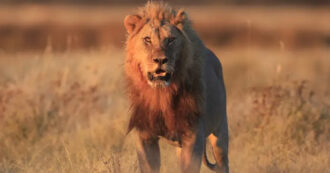 Copertina di Netanyahu definisce l’attacco all’Iran ‘il ruggito del leone’: una lettura sulla defaunazione