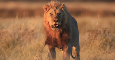 Copertina di Netanyahu definisce l’attacco all’Iran ‘il ruggito del leone’: una lettura sulla defaunazione