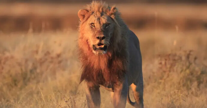 Netanyahu definisce l’attacco all’Iran ‘il ruggito del leone’: una lettura sulla defaunazione