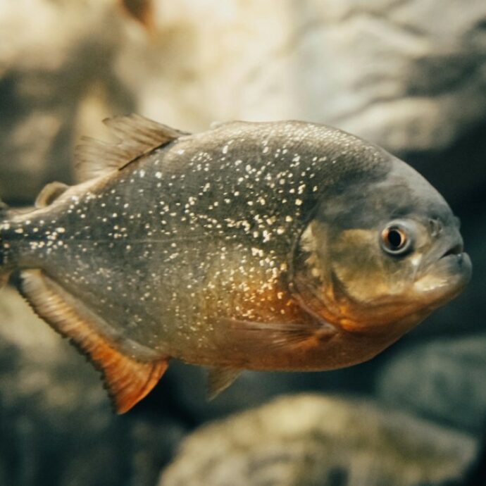 Piranha attirati con la carne: la spettacolare (e pericolosa) pesca sul Río Apure diventa virale