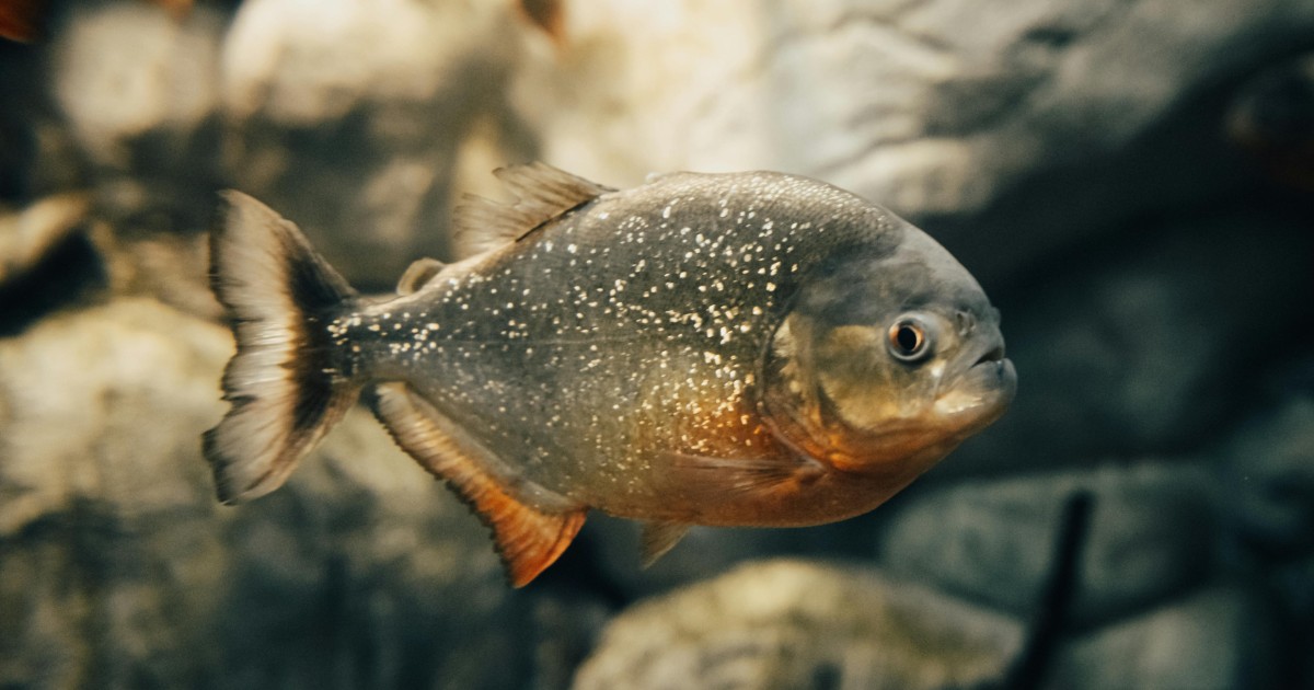 Piranha attirati con la carne: la spettacolare (e pericolosa) pesca sul Río Apure diventa virale