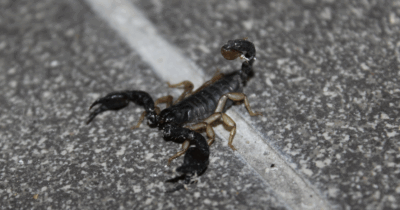 Copertina di “Ho aperto il pacco arrivato da Temu, ho visto muoversi qualcosa e poi ho capito. C’era uno scorpione di 6 cm, non mi ha punto per pura fortuna”: la storia di Davide