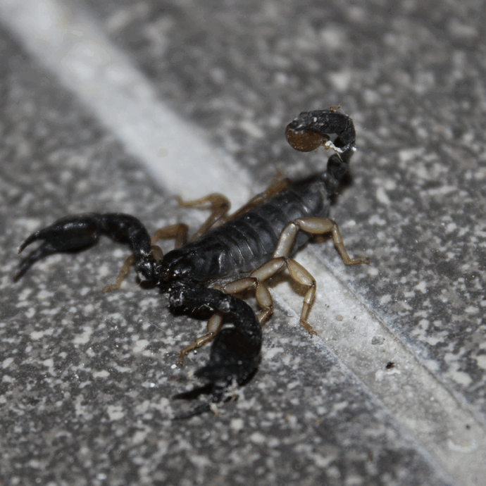 “Ho aperto il pacco arrivato da Temu, ho visto muoversi qualcosa e poi ho capito. C’era uno scorpione di 6 cm, non mi ha punto per pura fortuna”: la storia di Davide