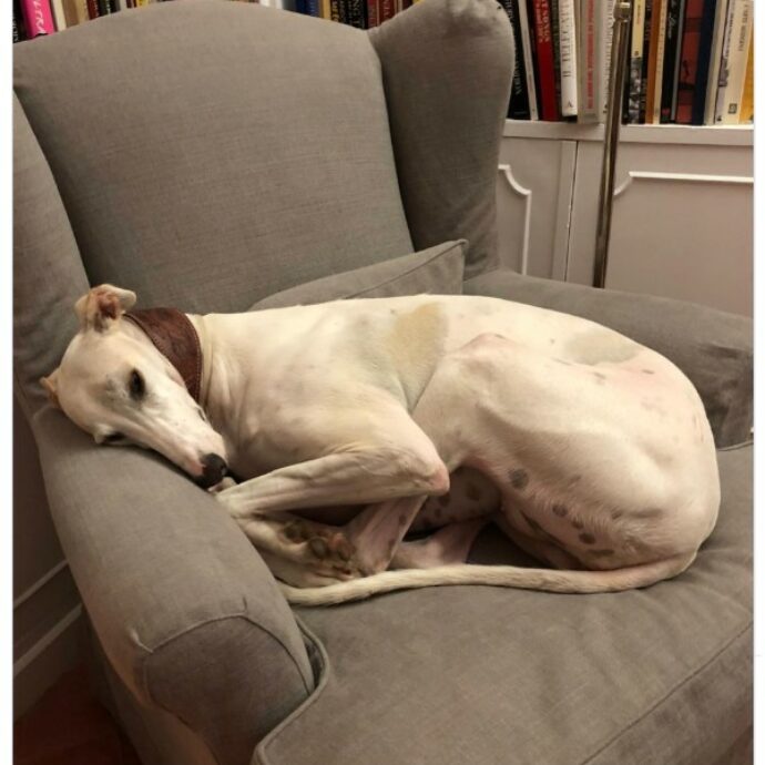 “Buon viaggio mia amata Meri. Che dolore”: lutto per Christian De Sica, è morta la sua cagnolina