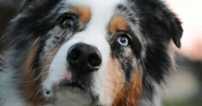 Copertina di “Lascia il cane sul balcone e lo colpisce con un bastone”: gli animalisti ‘assediano’ il palazzo del proprietario e tentano di sfondare la porta
