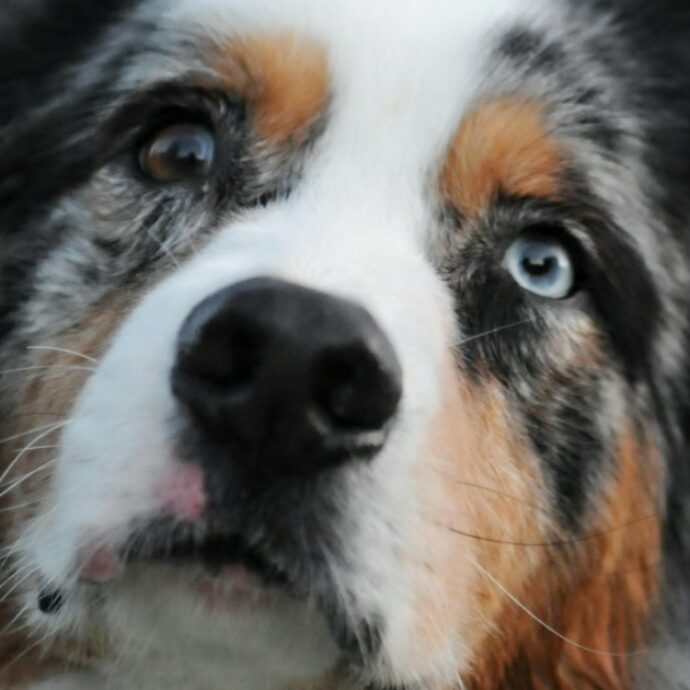 “Lascia il cane sul balcone e lo colpisce con un bastone”: gli animalisti ‘assediano’ il palazzo del proprietario e tentano di sfondare la porta