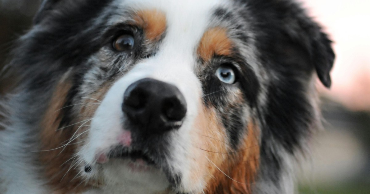 “Lascia il cane sul balcone e lo colpisce con un bastone”: gli animalisti ‘assediano’ il palazzo del proprietario e tentano di sfondare la porta