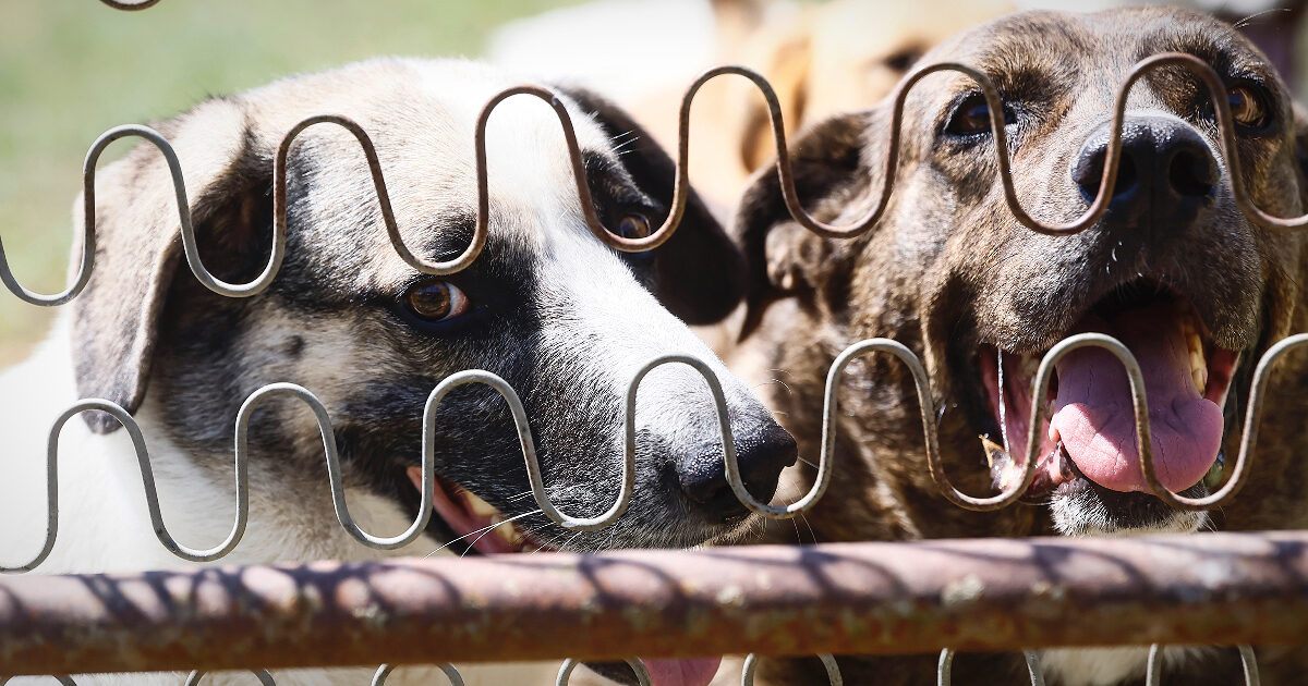 Morti tre cani al World Dog Show di Bologna: chiusi nel furgone per ore senza cibo e acqua. Due persone sono state denunciate per maltrattamento di animali
