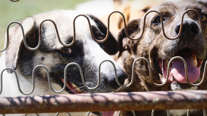 La fuga degli expat da Dubai tra animali abbandonati e richieste di eutanasia: la denuncia