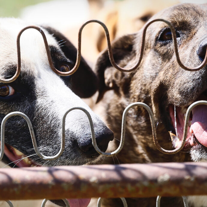 Morti tre cani al World Dog Show di Bologna: chiusi nel furgone per ore senza cibo e acqua. Due persone sono state denunciate per maltrattamento di animali
