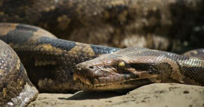 Copertina di “Il mio pitone è a digiuno da 4 mesi perché i negozi non vendono più topi vivi, e lui non vuole quelli congelati. Aiutatemi, rischia di morire di fame”: la storia di Snake