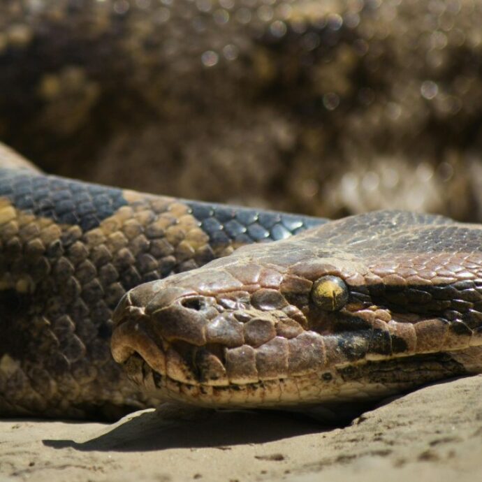 “Il mio pitone è a digiuno da 4 mesi perché i negozi non vendono più topi vivi, e lui non vuole quelli congelati. Aiutatemi, rischia di morire di fame”: la storia di Snake