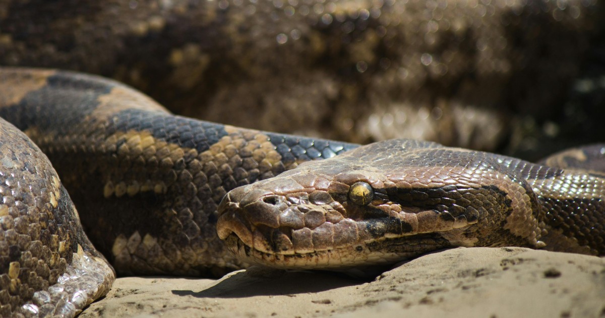 “Il mio pitone è a digiuno da 4 mesi perché i negozi non vendono più topi vivi, e lui non vuole quelli congelati. Aiutatemi, rischia di morire di fame”: la storia di Snake